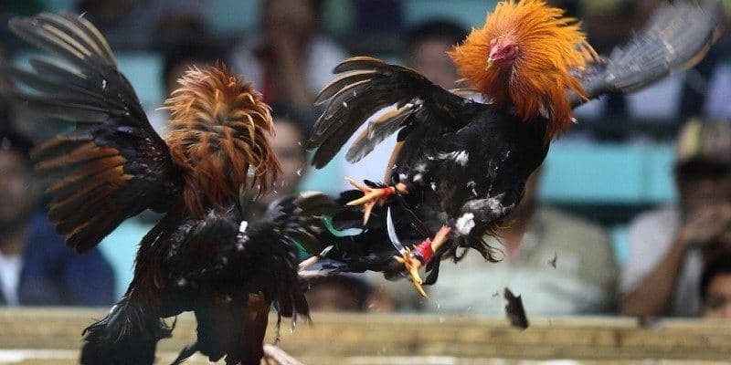 Watch high-quality, sharp live cockfighting matches.